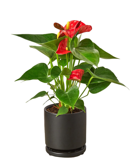 Anthurium 'Red'