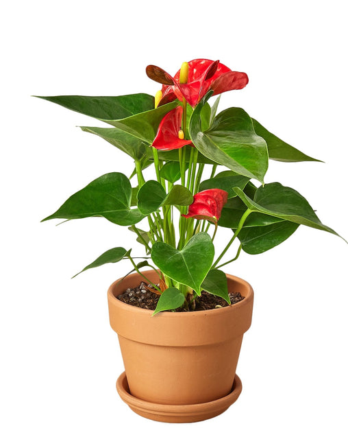 Anthurium 'Red'