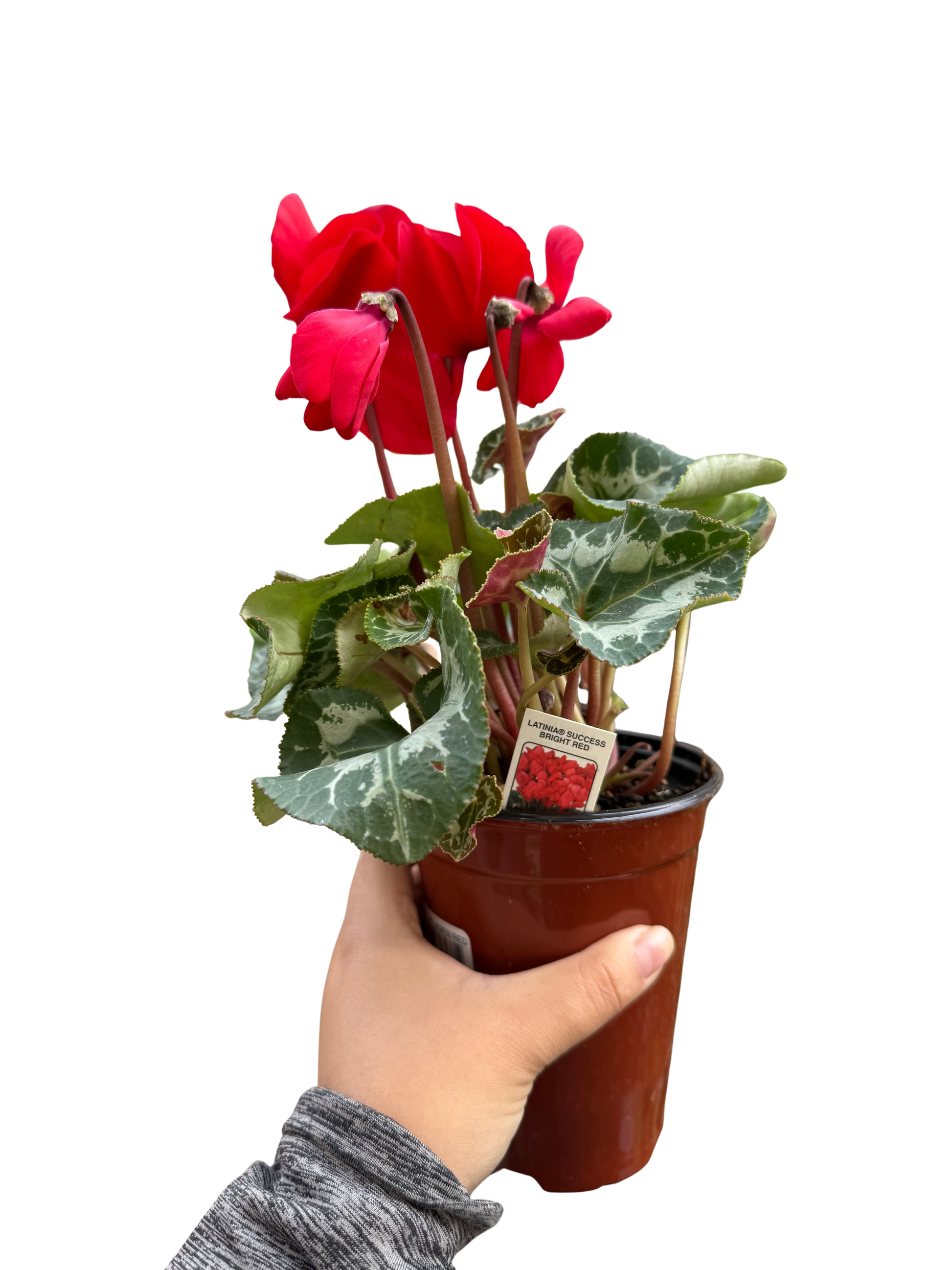 Cyclamen Red Flowering Live Indoor Plant House Plants for Sale Online