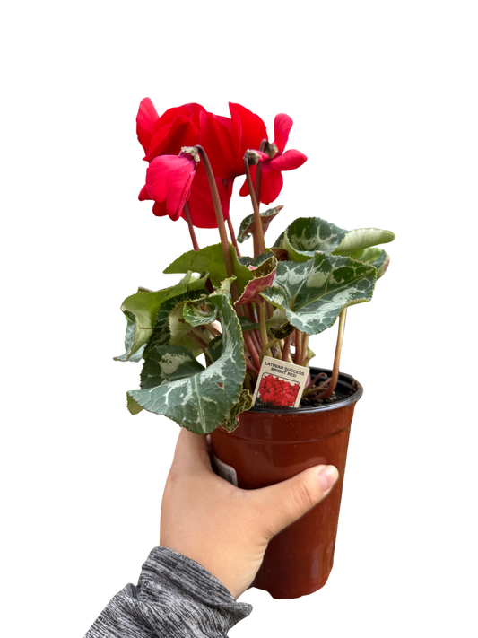 Cyclamen Red Flowering Live Indoor Plant House Plants for Sale Online