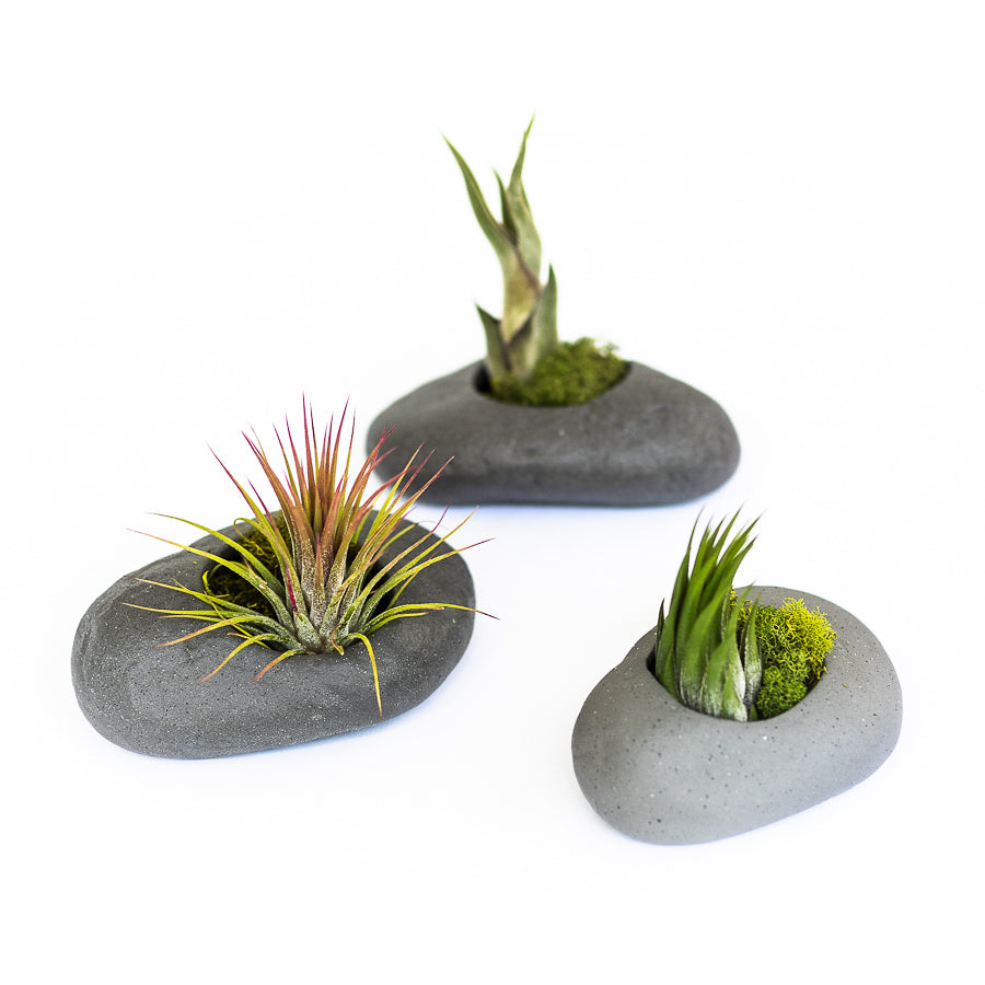 Gray Ceramic Stone Air Plant Holders with Assorted Tillandsia Air Plants (Sets of 3, 6 or 9)