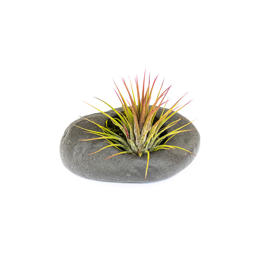 Gray Ceramic Stone Air Plant Holders with Assorted Tillandsia Air Plants (Sets of 3, 6 or 9)