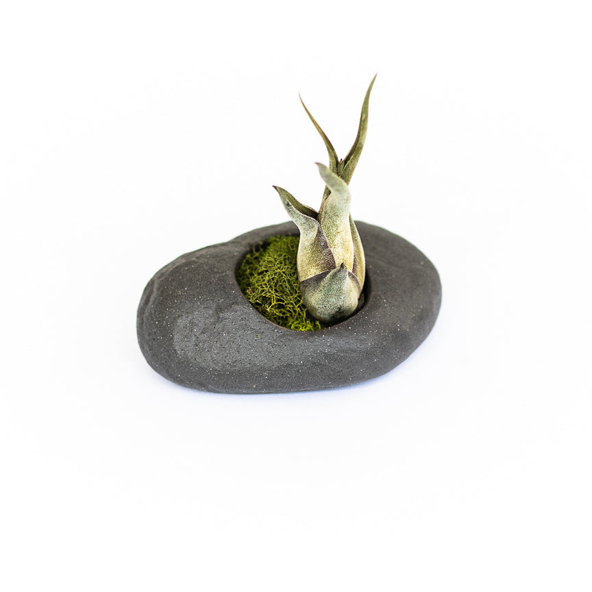 Gray Ceramic Stone Air Plant Holders with Assorted Tillandsia Air Plants (Sets of 3, 6 or 9)