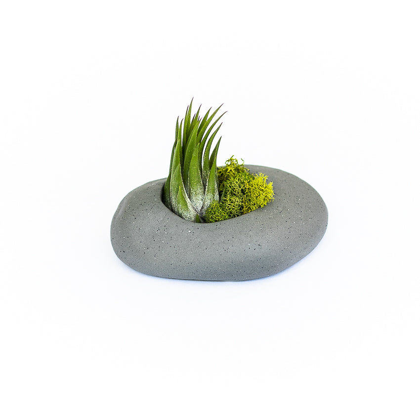 Gray Ceramic Stone Air Plant Holders with Assorted Tillandsia Air Plants (Sets of 3, 6 or 9)