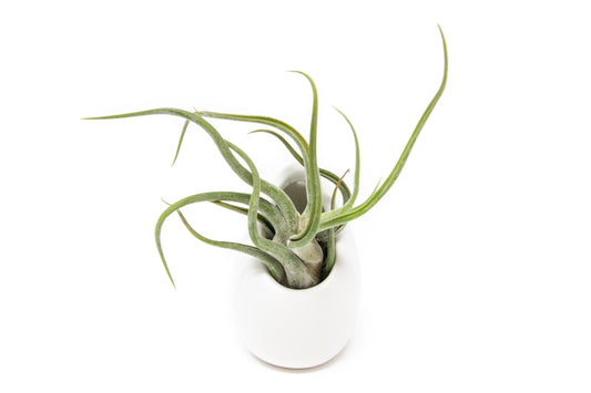 Small Ivory Ceramic Vases with Tillandsia Red Abdita, Velutina and Caput Medusae Air Plants