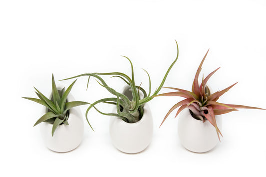 Small Ivory Ceramic Vases with Tillandsia Red Abdita, Velutina and Caput Medusae Air Plants