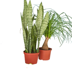 2 - 6" Indoor Plants Premium Subscription box