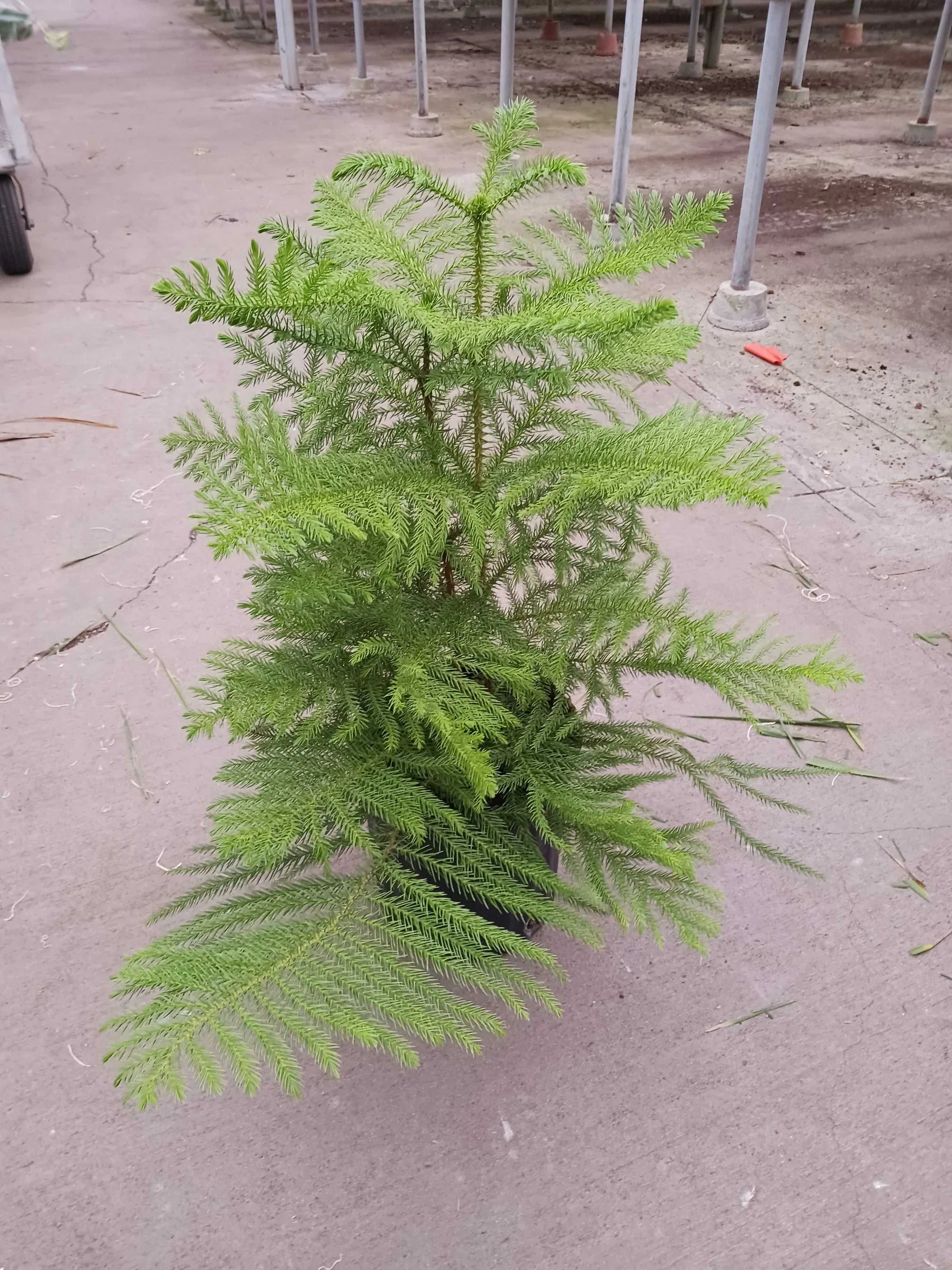 Norfolk 'Island Pine',  Araucaria heterophylla, indoor plant, Outdoor plant, Tree plant, Araucaria heterophylla bonsai.