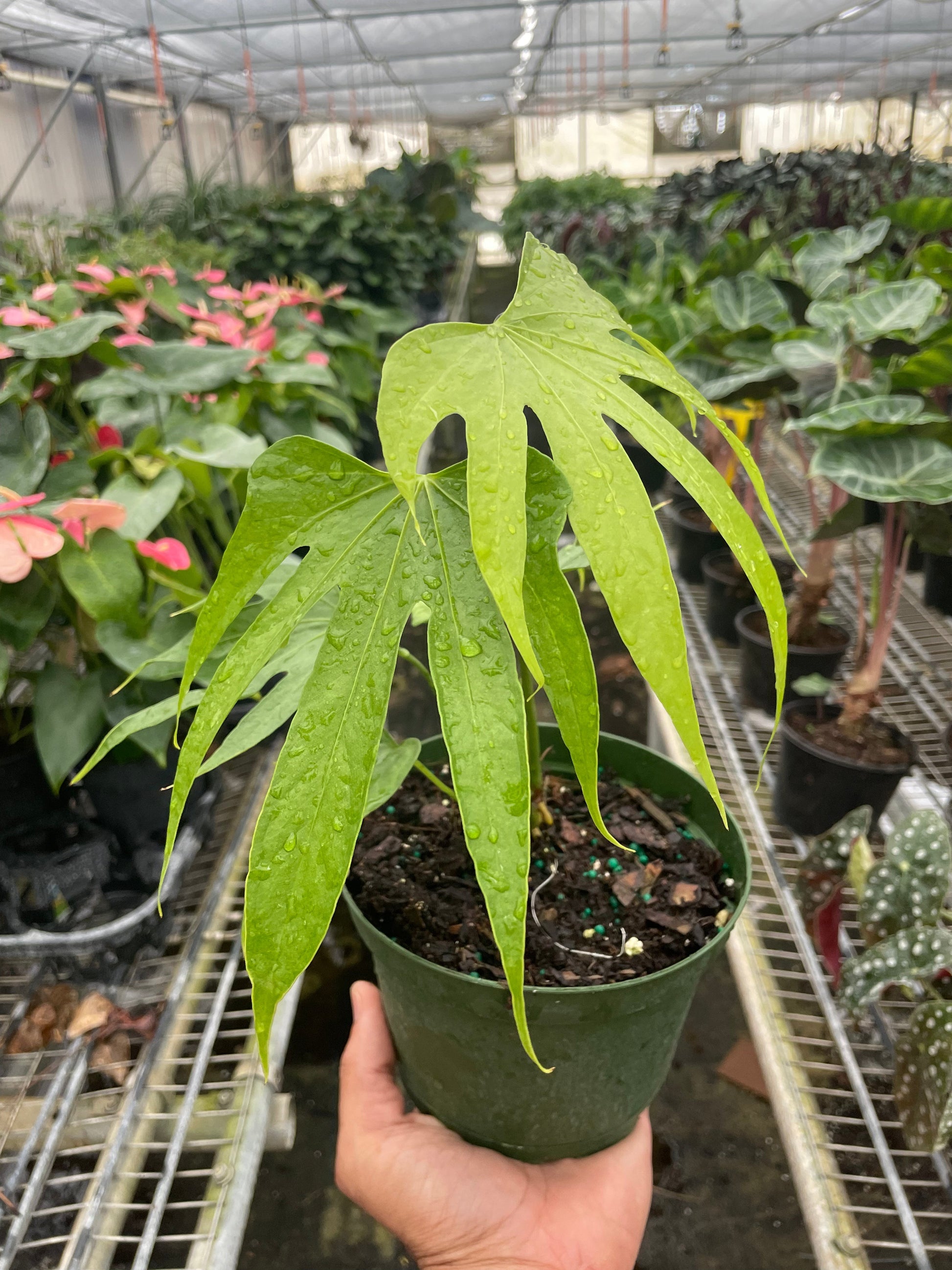 Anthurium Fingers