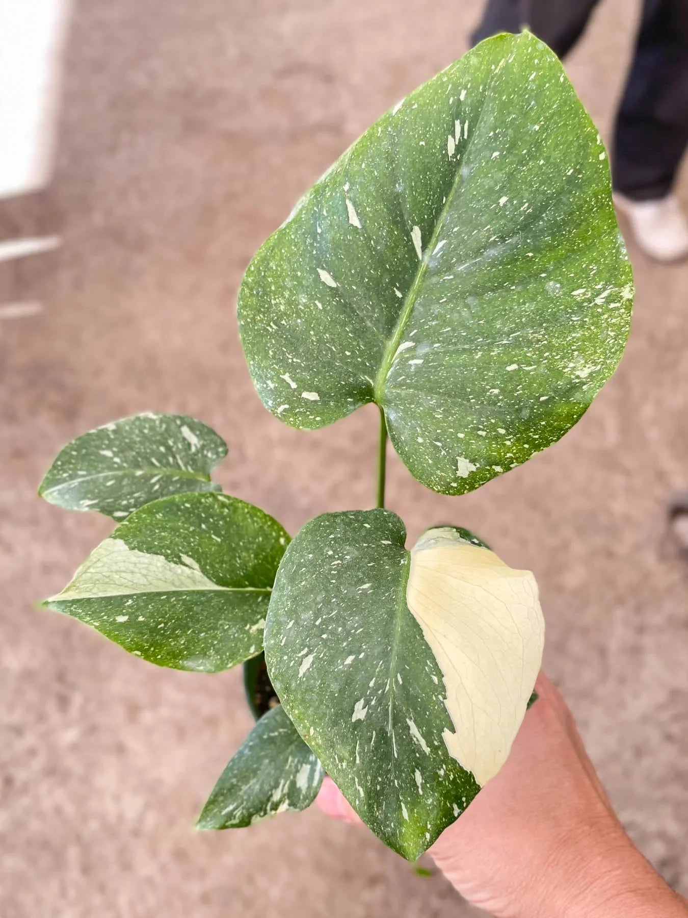 Monstera 'Thai Constellation' - TheHardenGarden