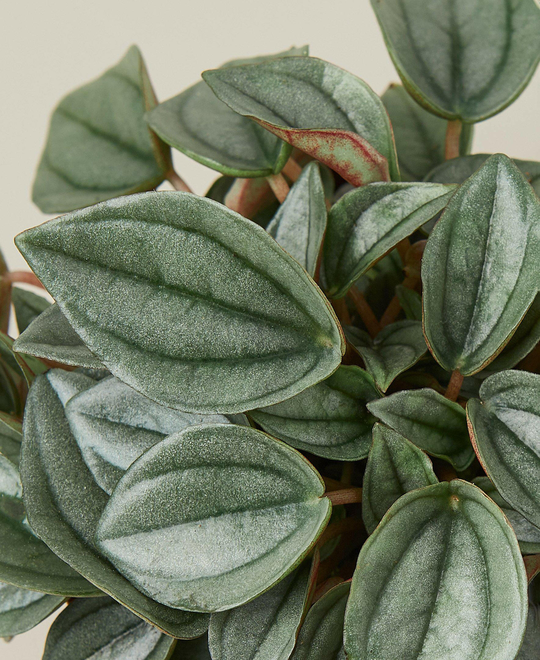 Peperomia Napoli Nights Radiator Plant 4 inch Pot