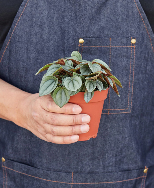 Peperomia Napoli Nights Radiator Plant 4 inch Pot