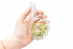 Minimalist Terrarium in a Glass Teardrop - Choose Your Custom Tillandsia Air Plant