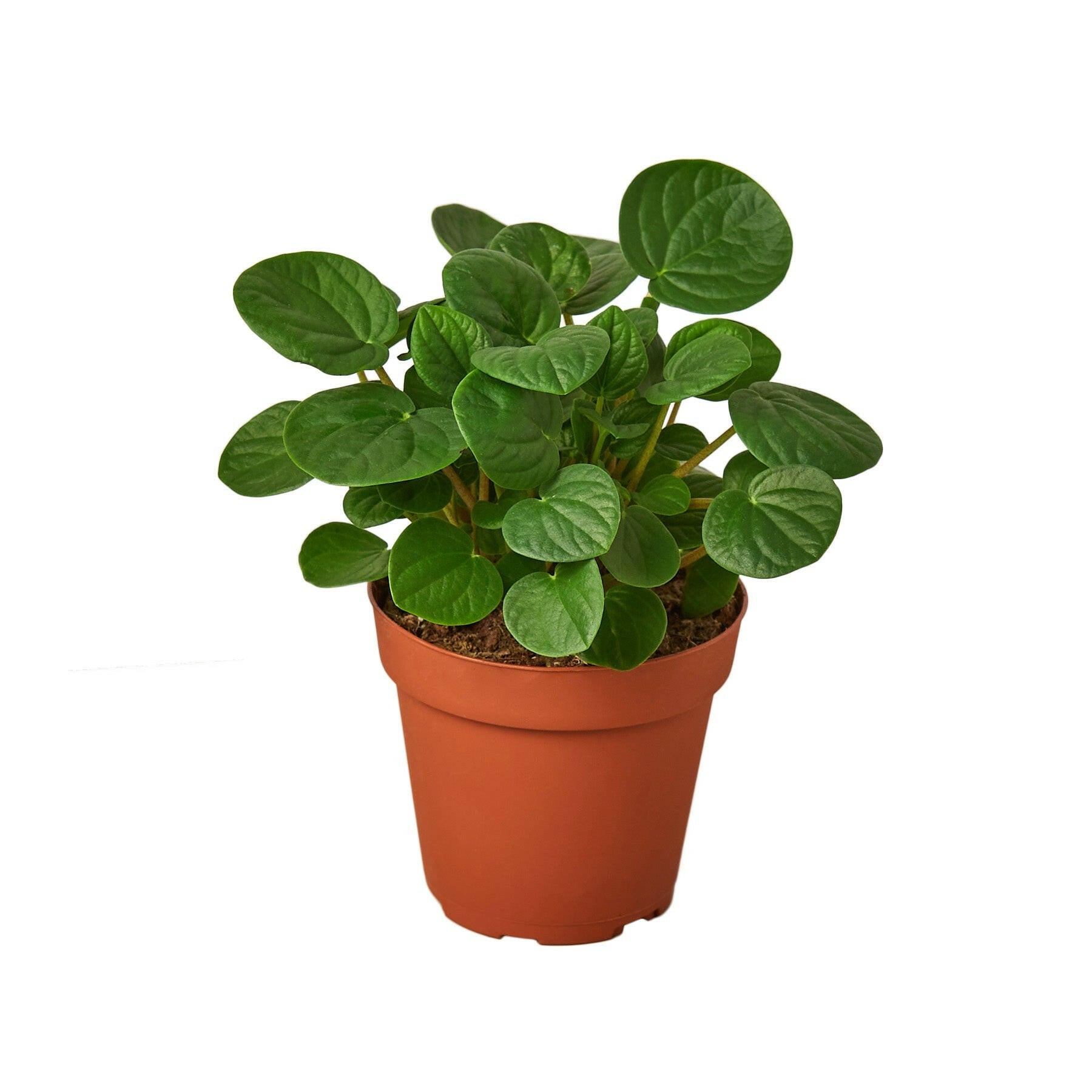 Peperomia 'Rana Verde', rana verde, rana verde meme, peperomia plant, large peperomia plant, indoor peperomia plant.

