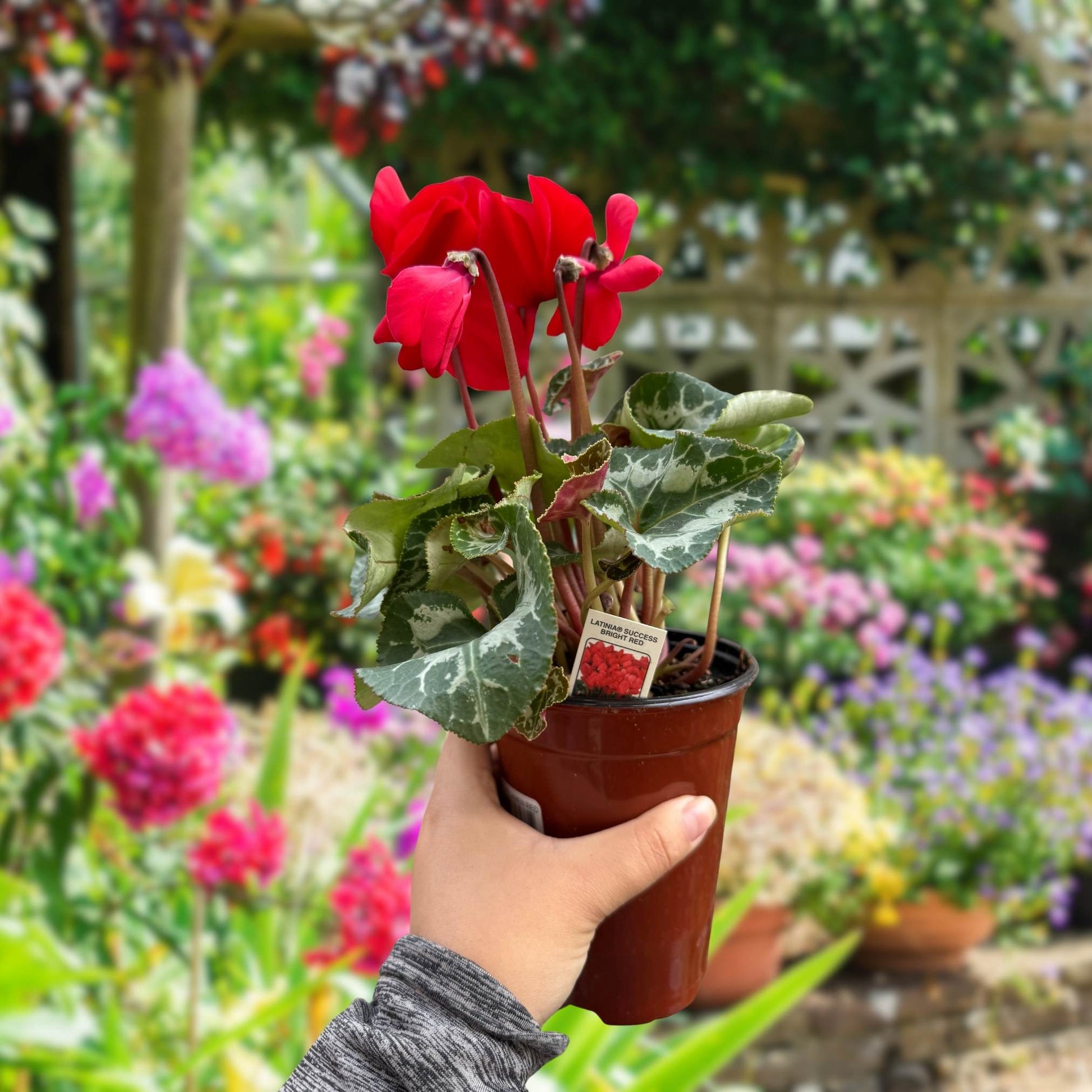 Cyclamen Red Flowering Live Indoor Plant House Plants for Sale Online