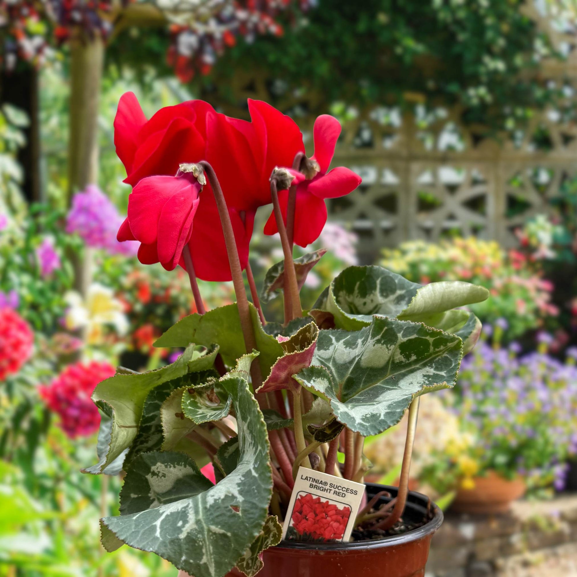 Cyclamen Red Flowering Live Indoor Plant House Plants for Sale Online