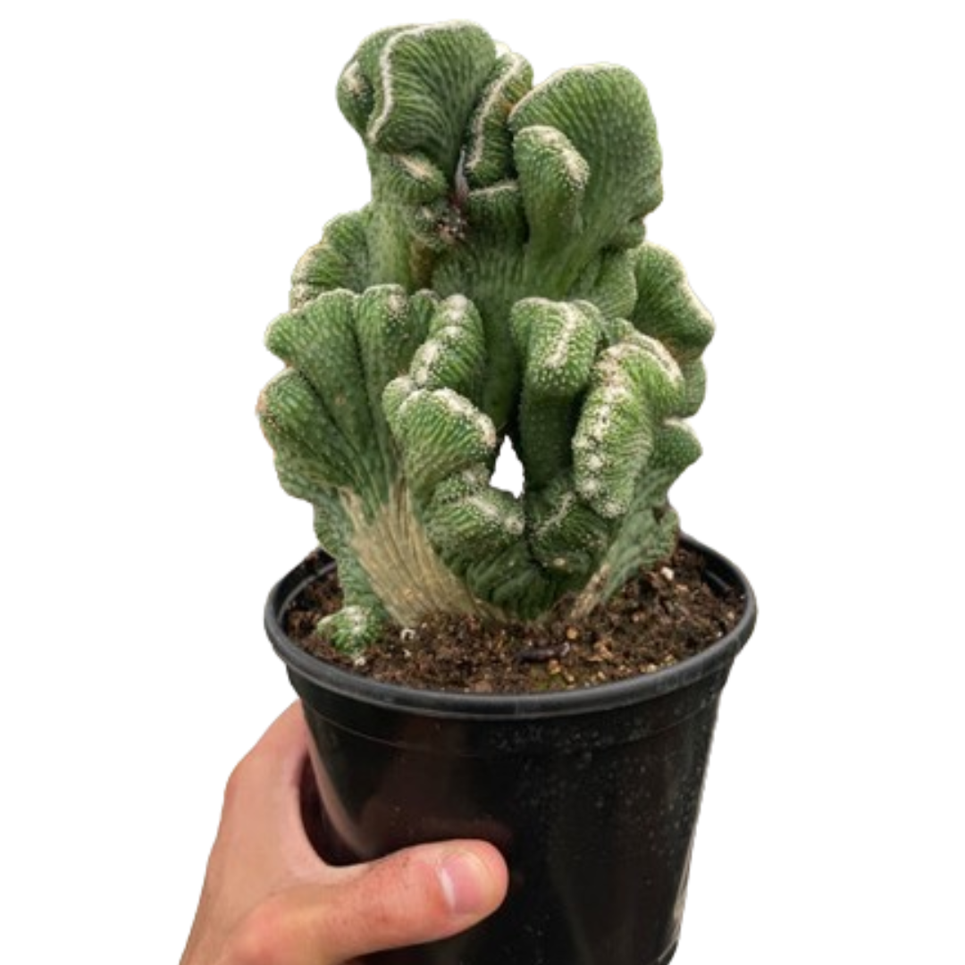 Succulent Cereus Coral Green