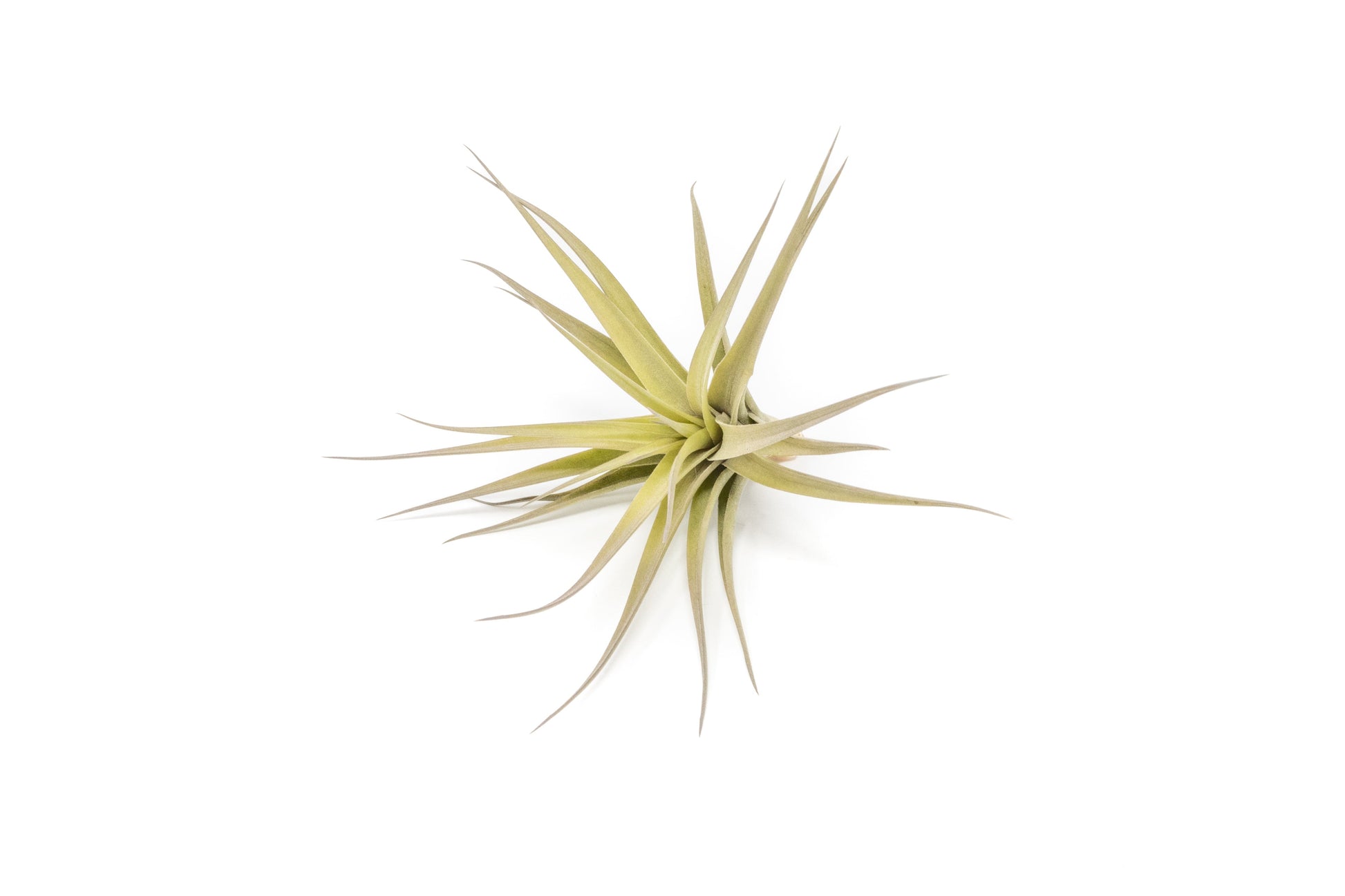 Tillandsia Air plants, Tillandsia plant, Air plant care, Indoor air plants, Tillandsia care, Hanging air plants, Air plant decor, Tillandsia terrarium, Air plant sale, Low-maintenance air plants, Tillandsia air purifier, Tillandsia accessories, Tillandsia Assorted 12
,Airplant Variety, Corkscrew Plant, Air Plant Pack, Air Plant Live, Air Plant Kit, Tillandsia, Wholesale Airplants, Twisted Acres Airplant
, Live Air Plants, Bulk Air Plants, Assorted Air Plants, Air Plants Variety, Air Plants Live