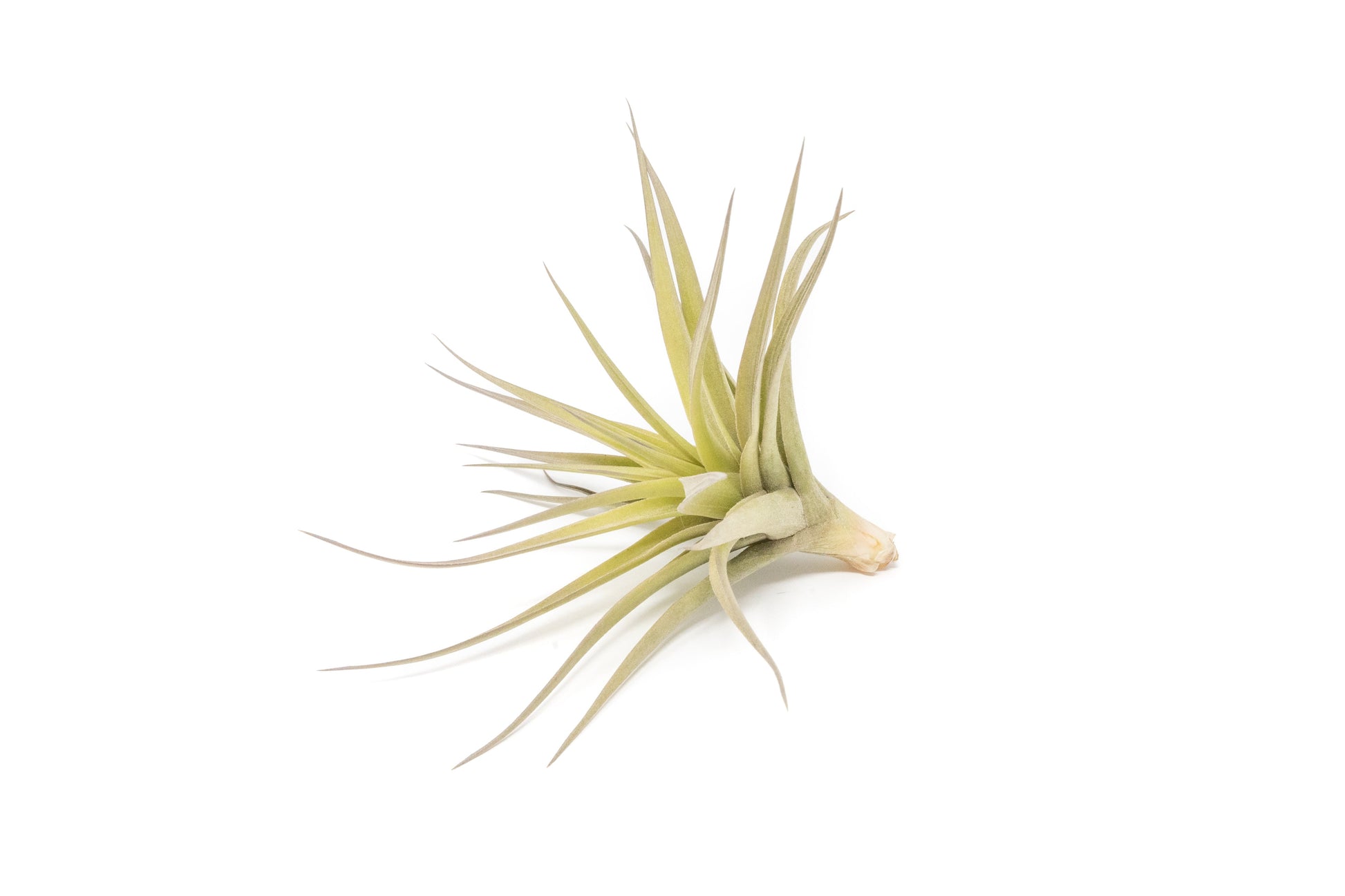 Tillandsia Air plants, Tillandsia plant, Air plant care, Indoor air plants, Tillandsia care, Hanging air plants, Air plant decor, Tillandsia terrarium, Air plant sale, Low-maintenance air plants, Tillandsia air purifier, Tillandsia accessories, Tillandsia Assorted 12
,Airplant Variety, Corkscrew Plant, Air Plant Pack, Air Plant Live, Air Plant Kit, Tillandsia, Wholesale Airplants, Twisted Acres Airplant
, Live Air Plants, Bulk Air Plants, Assorted Air Plants, Air Plants Variety, Air Plants Live