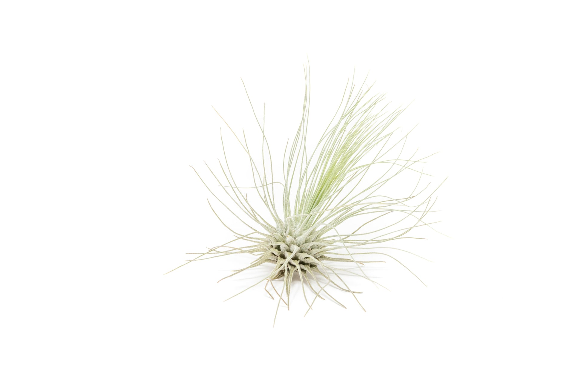 Tillandsia Air plants, Tillandsia plant, Air plant care, Indoor air plants, Tillandsia care, Hanging air plants, Air plant decor, Tillandsia terrarium, Air plant sale, Low-maintenance air plants, Tillandsia air purifier, Tillandsia accessories, Tillandsia Assorted 12
,Airplant Variety, Corkscrew Plant, Air Plant Pack, Air Plant Live, Air Plant Kit, Tillandsia, Wholesale Airplants, Twisted Acres Airplant
, Live Air Plants, Bulk Air Plants, Assorted Air Plants, Air Plants Variety, Air Plants Live