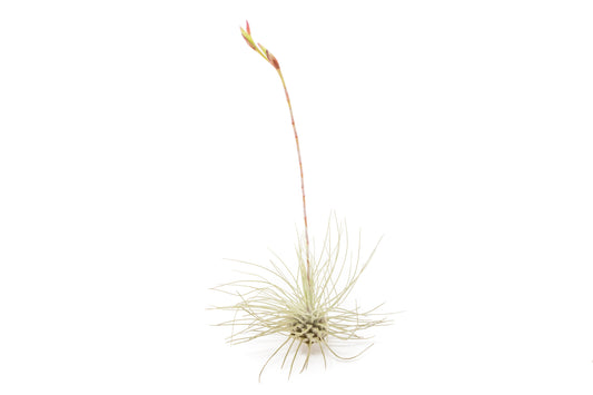 Tillandsia Air plants, Tillandsia plant, Air plant care, Indoor air plants, Tillandsia care, Hanging air plants, Air plant decor, Tillandsia terrarium, Air plant sale, Low-maintenance air plants, Tillandsia air purifier, Tillandsia accessories, Tillandsia Assorted 12
,Airplant Variety, Corkscrew Plant, Air Plant Pack, Air Plant Live, Air Plant Kit, Tillandsia, Wholesale Airplants, Twisted Acres Airplant
, Live Air Plants, Bulk Air Plants, Assorted Air Plants, Air Plants Variety, Air Plants Live