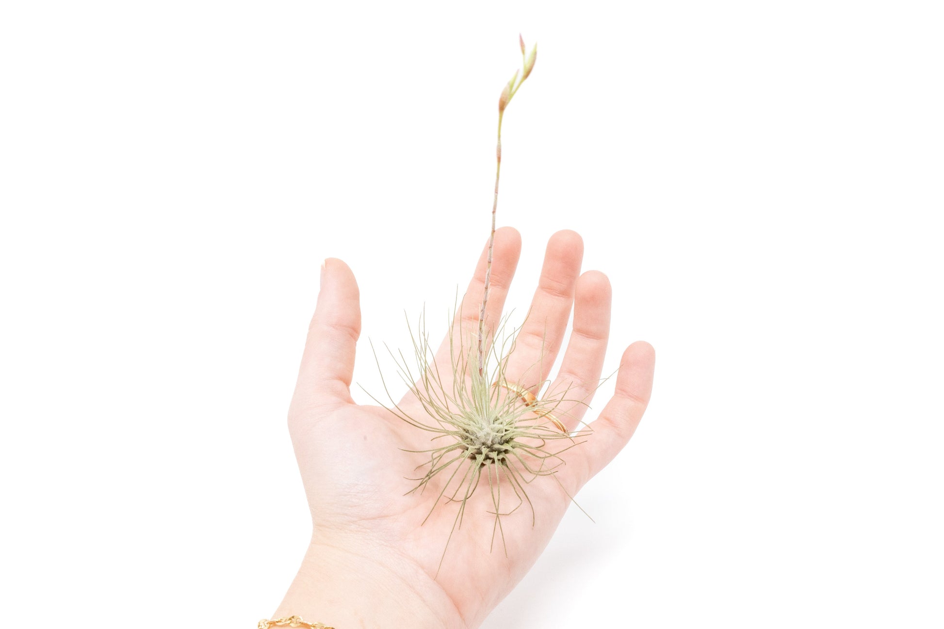 Tillandsia Air plants, Tillandsia plant, Air plant care, Indoor air plants, Tillandsia care, Hanging air plants, Air plant decor, Tillandsia terrarium, Air plant sale, Low-maintenance air plants, Tillandsia air purifier, Tillandsia accessories, Tillandsia Assorted 12
,Airplant Variety, Corkscrew Plant, Air Plant Pack, Air Plant Live, Air Plant Kit, Tillandsia, Wholesale Airplants, Twisted Acres Airplant
, Live Air Plants, Bulk Air Plants, Assorted Air Plants, Air Plants Variety, Air Plants Live