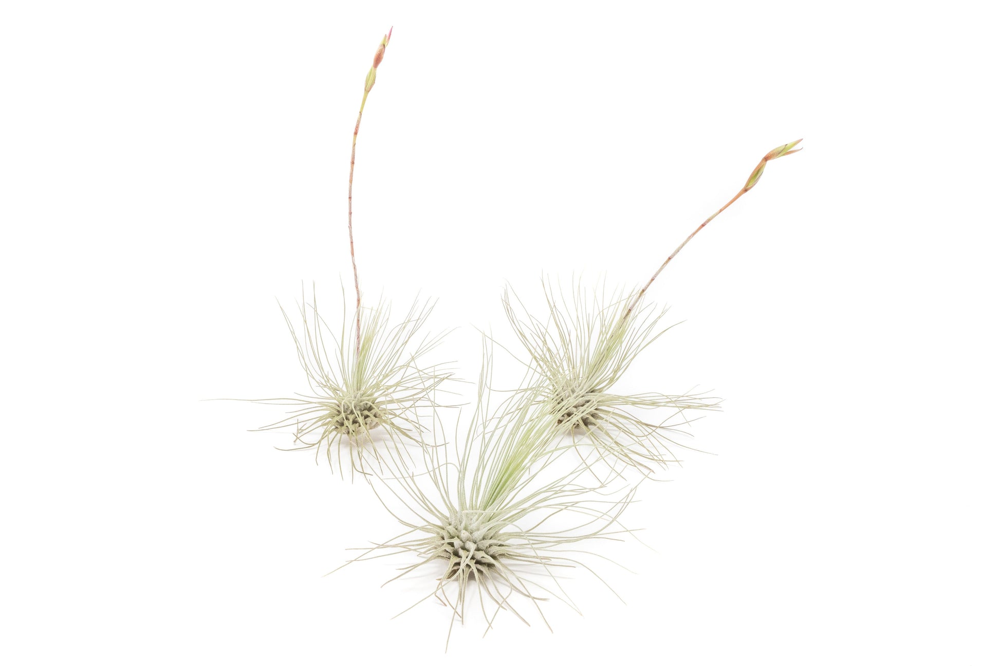 Tillandsia Air plants, Tillandsia plant, Air plant care, Indoor air plants, Tillandsia care, Hanging air plants, Air plant decor, Tillandsia terrarium, Air plant sale, Low-maintenance air plants, Tillandsia air purifier, Tillandsia accessories, Tillandsia Assorted 12
,Airplant Variety, Corkscrew Plant, Air Plant Pack, Air Plant Live, Air Plant Kit, Tillandsia, Wholesale Airplants, Twisted Acres Airplant
, Live Air Plants, Bulk Air Plants, Assorted Air Plants, Air Plants Variety, Air Plants Live