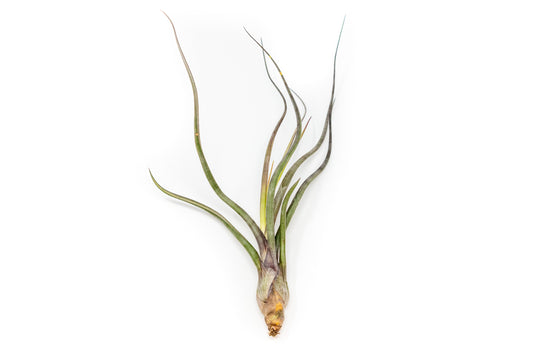 Large Tillandsia Baileyi Air Plants / 6-9 Inch Plants