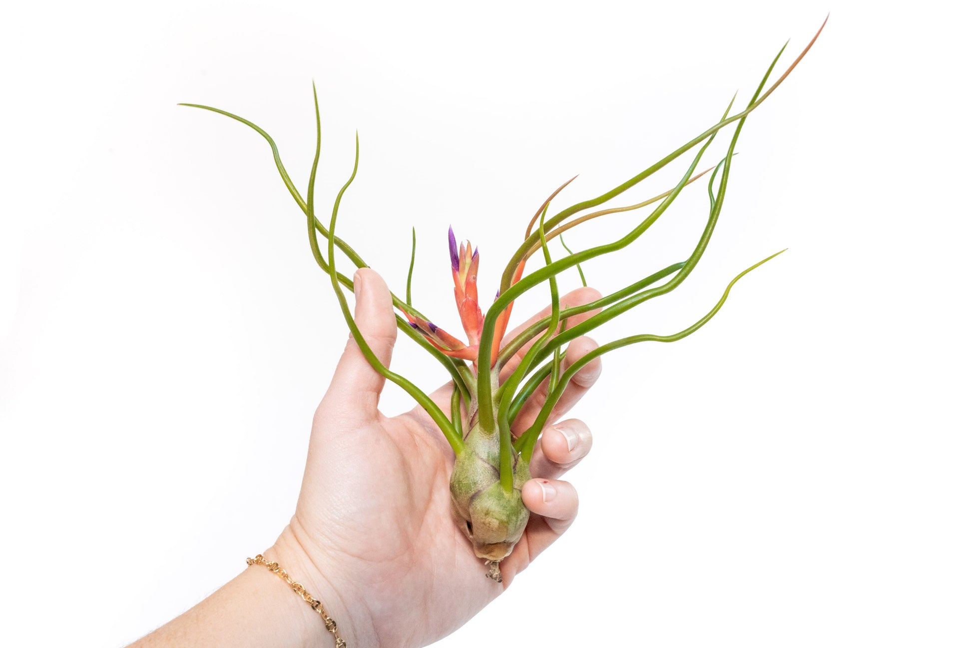 Large Tillandsia Air Plant Variety Pack House plants for sale Online