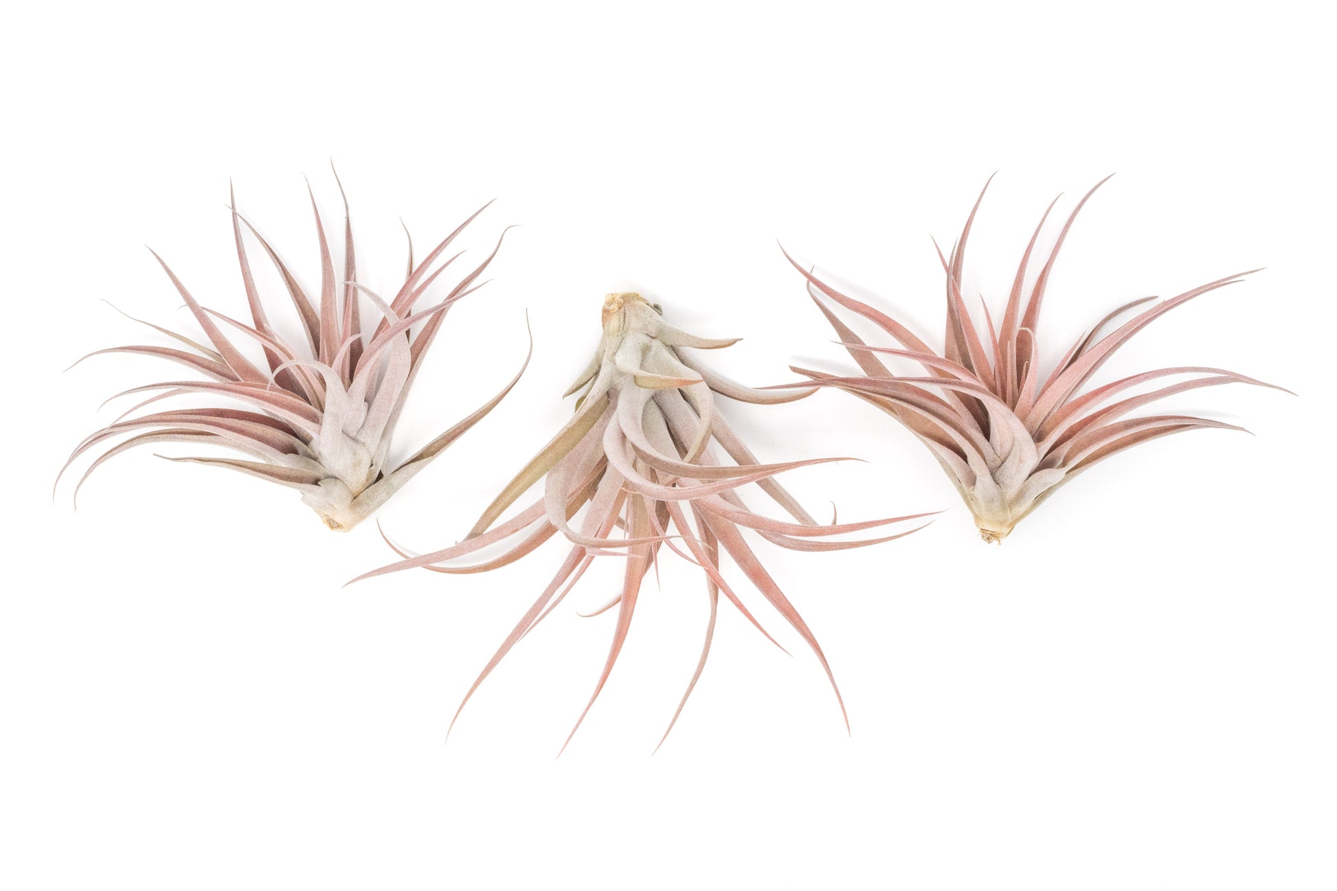 Tillandsia Air plants, Tillandsia plant, Air plant care, Indoor air plants, Tillandsia care, Hanging air plants, Air plant decor, Tillandsia terrarium, Air plant sale, Low-maintenance air plants, Tillandsia air purifier, Tillandsia accessories, Tillandsia Assorted 12
,Airplant Variety, Corkscrew Plant, Air Plant Pack, Air Plant Live, Air Plant Kit, Tillandsia, Wholesale Airplants, Twisted Acres Airplant
, Live Air Plants, Bulk Air Plants, Assorted Air Plants, Air Plants Variety, Air Plants Live