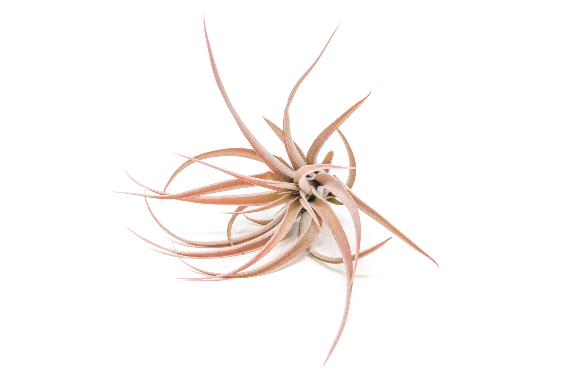 Tillandsia Air plants, Tillandsia plant, Air plant care, Indoor air plants, Tillandsia care, Hanging air plants, Air plant decor, Tillandsia terrarium, Air plant sale, Low-maintenance air plants, Tillandsia air purifier, Tillandsia accessories, Tillandsia Assorted 12
,Airplant Variety, Corkscrew Plant, Air Plant Pack, Air Plant Live, Air Plant Kit, Tillandsia, Wholesale Airplants, Twisted Acres Airplant
, Live Air Plants, Bulk Air Plants, Assorted Air Plants, Air Plants Variety, Air Plants Live