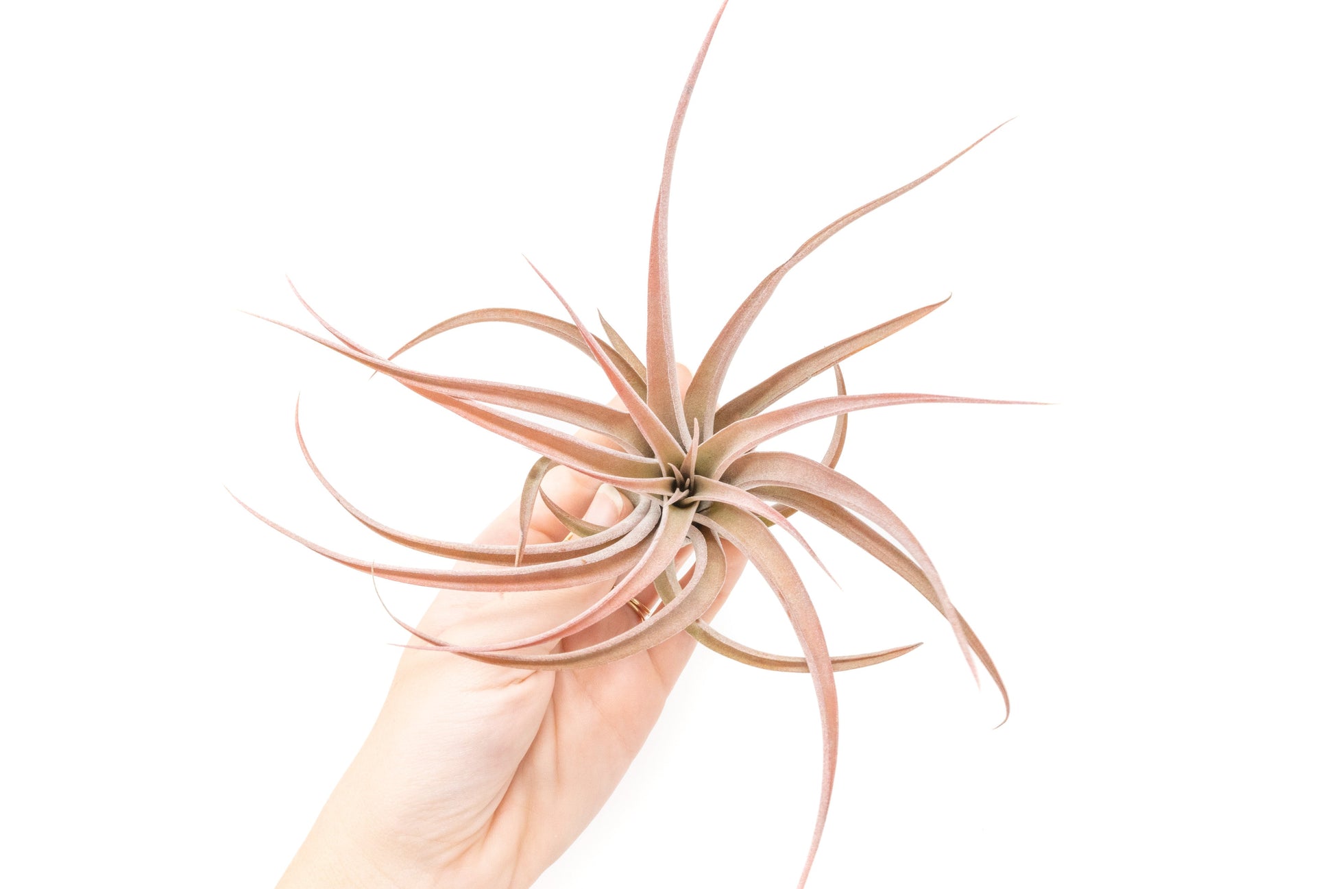 Tillandsia Air plants, Tillandsia plant, Air plant care, Indoor air plants, Tillandsia care, Hanging air plants, Air plant decor, Tillandsia terrarium, Air plant sale, Low-maintenance air plants, Tillandsia air purifier, Tillandsia accessories, Tillandsia Assorted 12
,Airplant Variety, Corkscrew Plant, Air Plant Pack, Air Plant Live, Air Plant Kit, Tillandsia, Wholesale Airplants, Twisted Acres Airplant
, Live Air Plants, Bulk Air Plants, Assorted Air Plants, Air Plants Variety, Air Plants Live