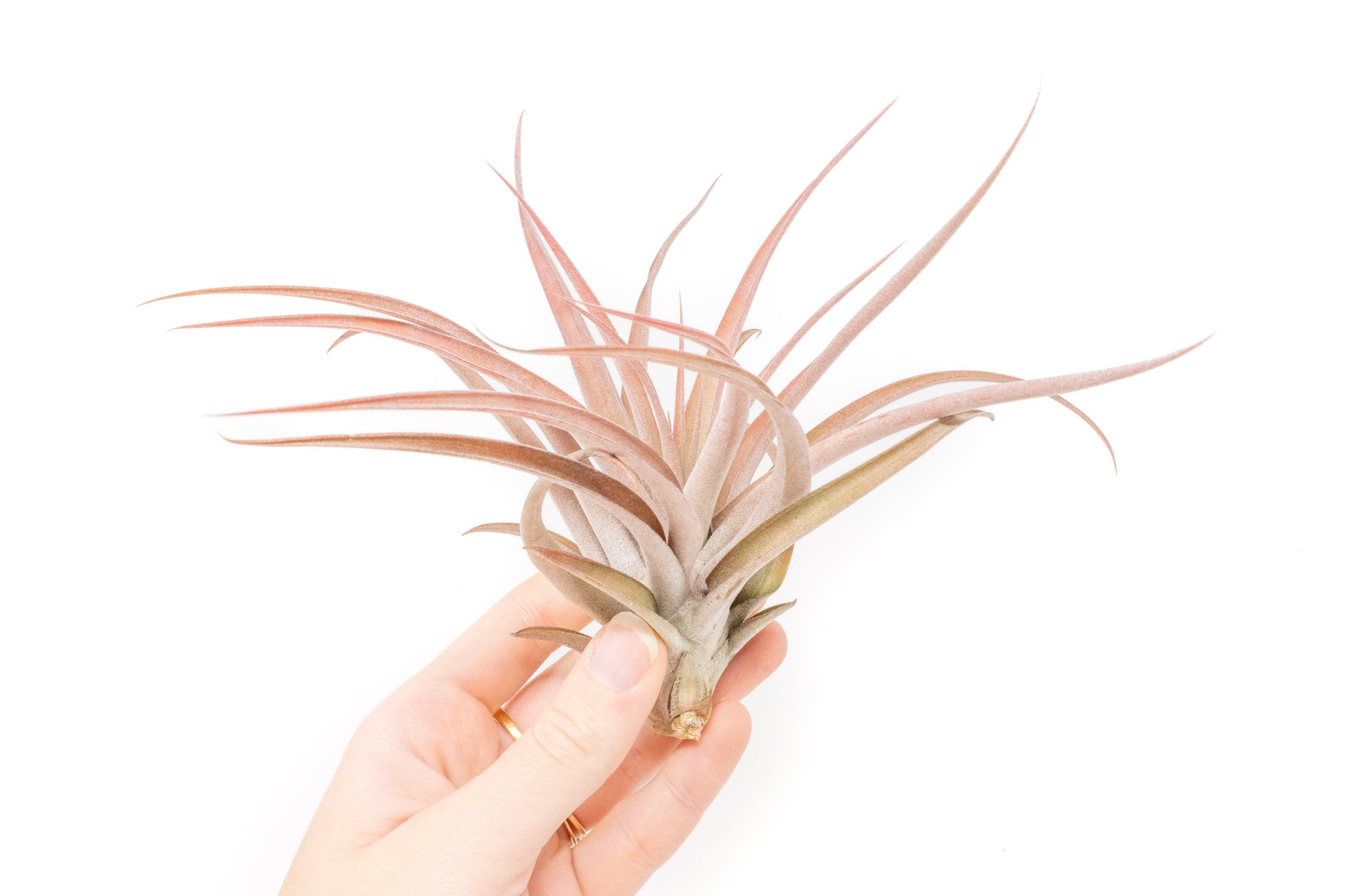 Tillandsia Air plants, Tillandsia plant, Air plant care, Indoor air plants, Tillandsia care, Hanging air plants, Air plant decor, Tillandsia terrarium, Air plant sale, Low-maintenance air plants, Tillandsia air purifier, Tillandsia accessories, Tillandsia Assorted 12
,Airplant Variety, Corkscrew Plant, Air Plant Pack, Air Plant Live, Air Plant Kit, Tillandsia, Wholesale Airplants, Twisted Acres Airplant
, Live Air Plants, Bulk Air Plants, Assorted Air Plants, Air Plants Variety, Air Plants Live