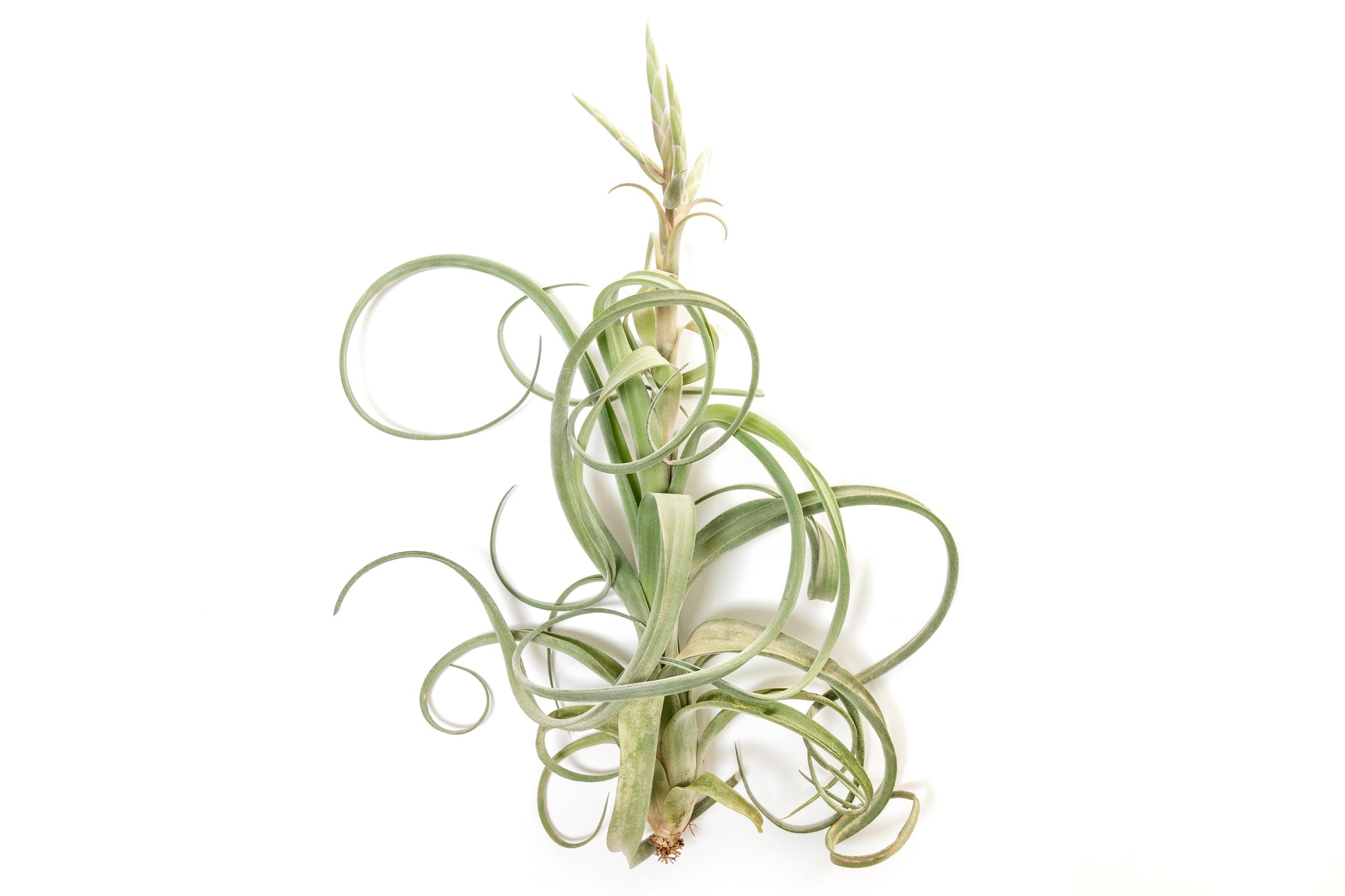 Tillandsia Curly Slim (T. Intermedia x T. Streptophylla) Air Plant