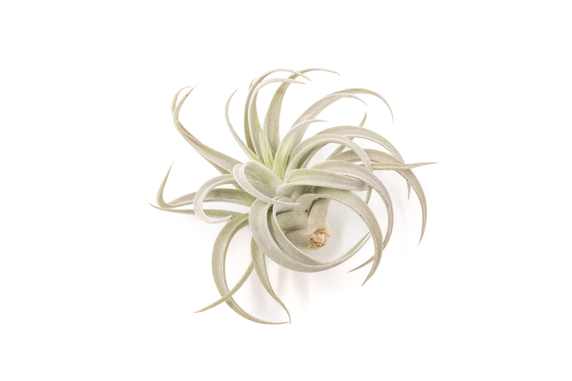 Large Tillandsia Air Plant Variety Pack House plants for sale Online