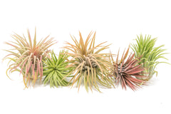 Tillandsia Ionantha Rubra Air Plants XL - Set of 10 or 20 - 40% Off