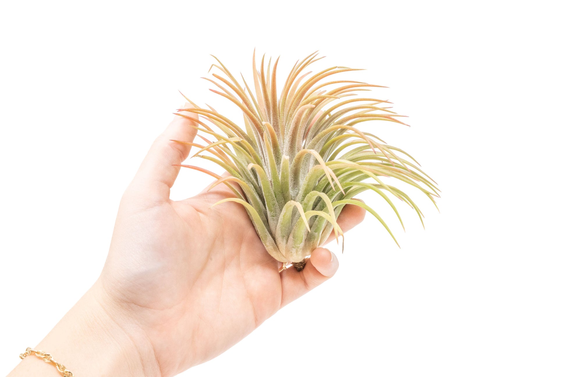 Tillandsia Air plants, Tillandsia plant, Air plant care, Indoor air plants, Tillandsia care, Hanging air plants, Air plant decor, Tillandsia terrarium, Air plant sale, Low-maintenance air plants, Tillandsia air purifier, Tillandsia accessories, Tillandsia Assorted 12
,Airplant Variety, Corkscrew Plant, Air Plant Pack, Air Plant Live, Air Plant Kit, Tillandsia, Wholesale Airplants, Twisted Acres Airplant
, Live Air Plants, Bulk Air Plants, Assorted Air Plants, Air Plants Variety, Air Plants Live