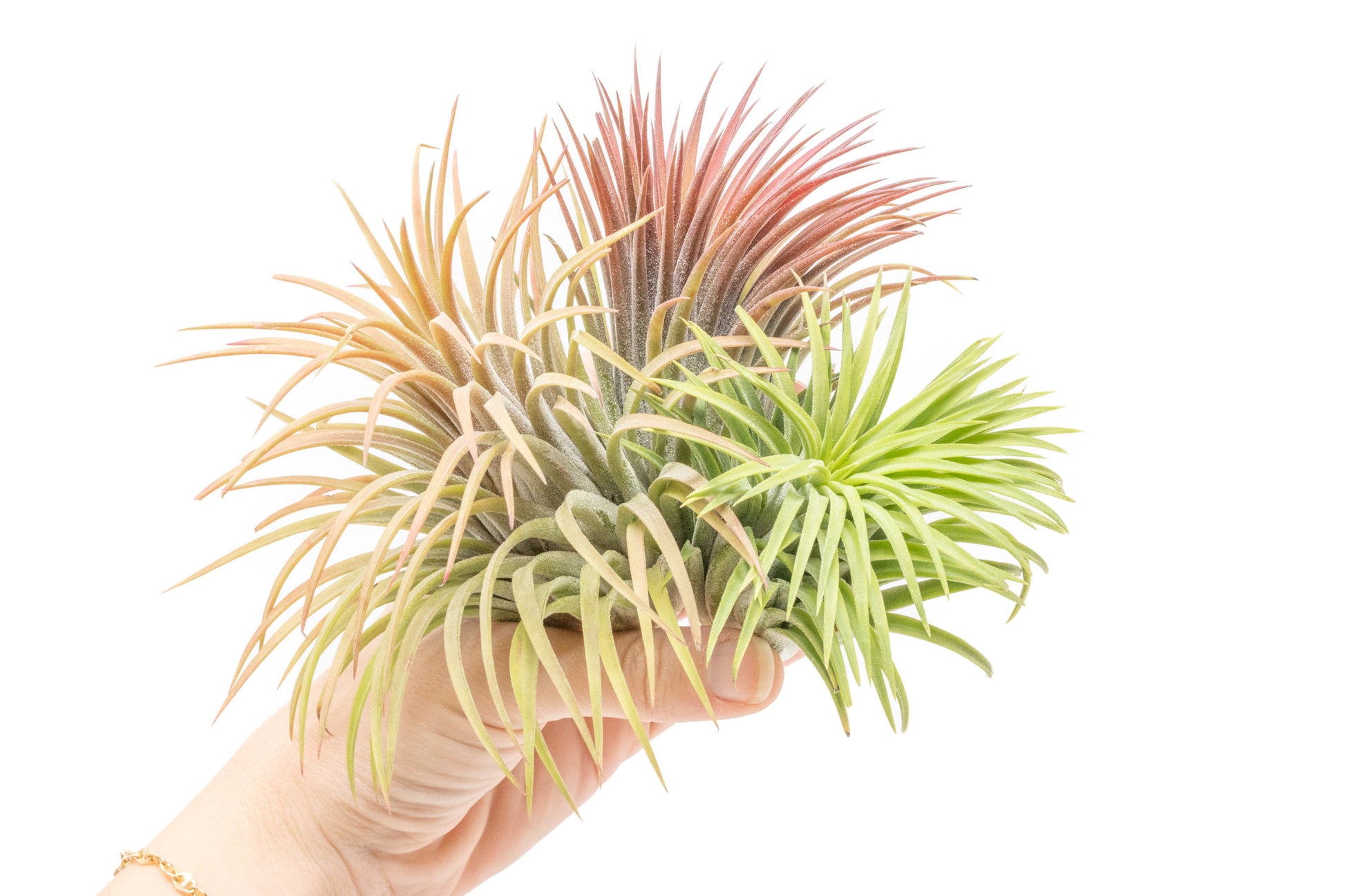 Tillandsia Air plants, Tillandsia plant, Air plant care, Indoor air plants, Tillandsia care, Hanging air plants, Air plant decor, Tillandsia terrarium, Air plant sale, Low-maintenance air plants, Tillandsia air purifier, Tillandsia accessories, Tillandsia Assorted 12
,Airplant Variety, Corkscrew Plant, Air Plant Pack, Air Plant Live, Air Plant Kit, Tillandsia, Wholesale Airplants, Twisted Acres Airplant
, Live Air Plants, Bulk Air Plants, Assorted Air Plants, Air Plants Variety, Air Plants Live