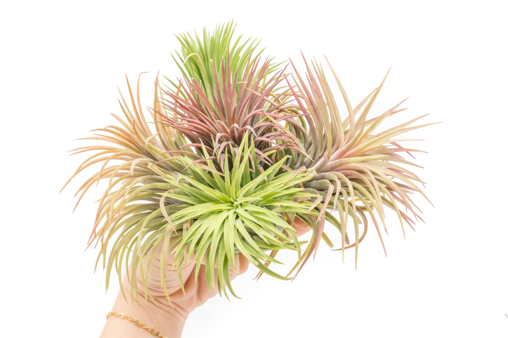 Tillandsia Air plants, Tillandsia plant, Air plant care, Indoor air plants, Tillandsia care, Hanging air plants, Air plant decor, Tillandsia terrarium, Air plant sale, Low-maintenance air plants, Tillandsia air purifier, Tillandsia accessories, Tillandsia Assorted 12
,Airplant Variety, Corkscrew Plant, Air Plant Pack, Air Plant Live, Air Plant Kit, Tillandsia, Wholesale Airplants, Twisted Acres Airplant
, Live Air Plants, Bulk Air Plants, Assorted Air Plants, Air Plants Variety, Air Plants Live