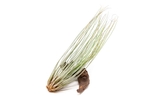 Tillandsia Air plants, Tillandsia plant, Air plant care, Indoor air plants, Tillandsia care, Hanging air plants, Air plant decor, Tillandsia terrarium, Air plant sale, Low-maintenance air plants, Tillandsia air purifier, Tillandsia accessories, Tillandsia Assorted 12
,Airplant Variety, Corkscrew Plant, Air Plant Pack, Air Plant Live, Air Plant Kit, Tillandsia, Wholesale Airplants, Twisted Acres Airplant
, Live Air Plants, Bulk Air Plants, Assorted Air Plants, Air Plants Variety, Air Plants Live