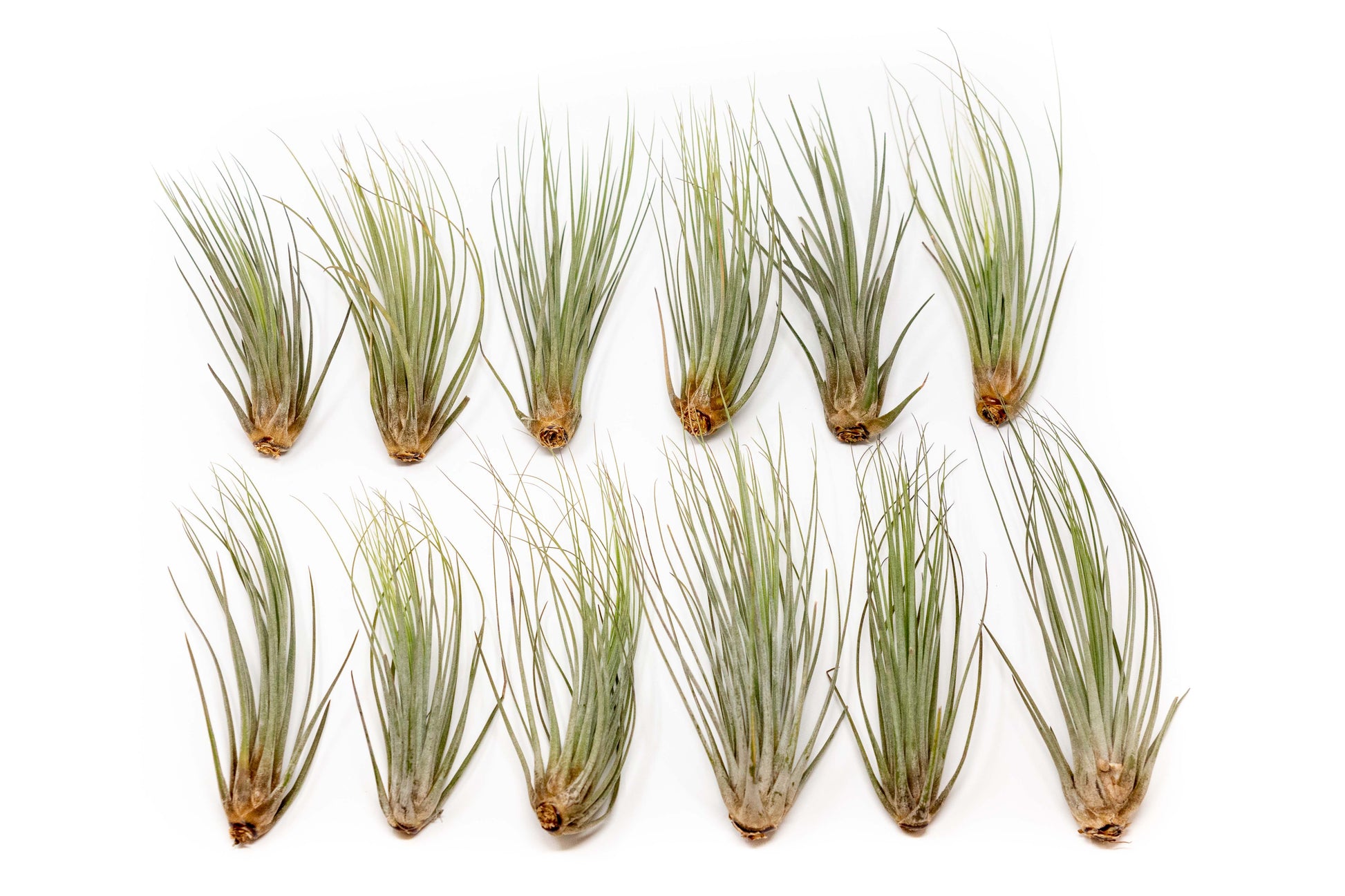 Tillandsia Air plants, Tillandsia plant, Air plant care, Indoor air plants, Tillandsia care, Hanging air plants, Air plant decor, Tillandsia terrarium, Air plant sale, Low-maintenance air plants, Tillandsia air purifier, Tillandsia accessories, Tillandsia Assorted 12
,Airplant Variety, Corkscrew Plant, Air Plant Pack, Air Plant Live, Air Plant Kit, Tillandsia, Wholesale Airplants, Twisted Acres Airplant
, Live Air Plants, Bulk Air Plants, Assorted Air Plants, Air Plants Variety, Air Plants Live