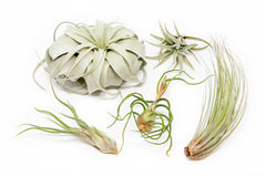 Large Tillandsia Air Plant Variety Pack (5 Big Plants)