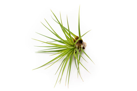 Tillandsia Air plants, Tillandsia plant, Air plant care, Indoor air plants, Tillandsia care, Hanging air plants, Air plant decor, Tillandsia terrarium, Air plant sale, Low-maintenance air plants, Tillandsia air purifier, Tillandsia accessories, Tillandsia Assorted 12
,Airplant Variety, Corkscrew Plant, Air Plant Pack, Air Plant Live, Air Plant Kit, Tillandsia, Wholesale Airplants, Twisted Acres Airplant
, Live Air Plants, Bulk Air Plants, Assorted Air Plants, Air Plants Variety, Air Plants Live