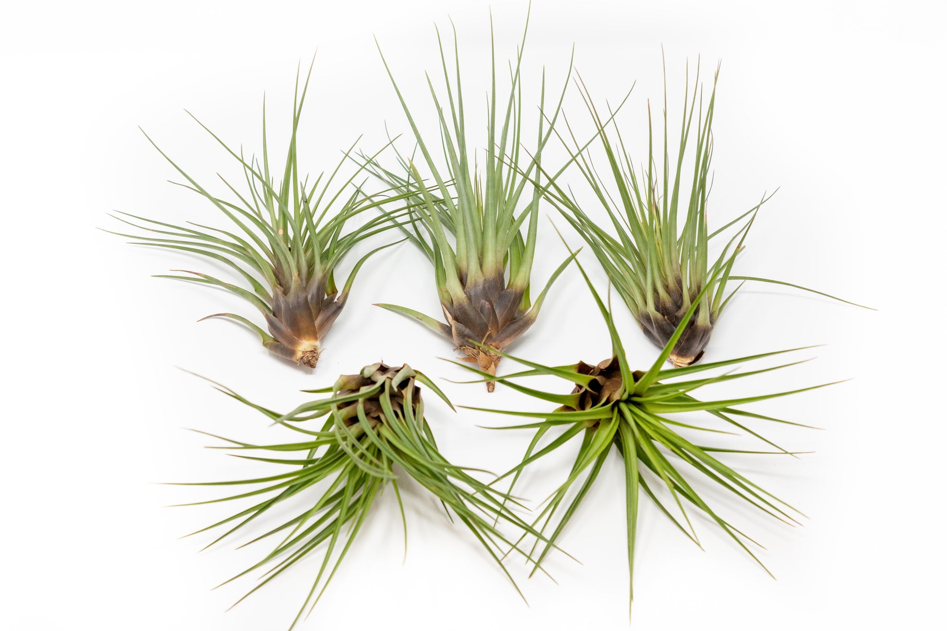 Tillandsia Air plants, Tillandsia plant, Air plant care, Indoor air plants, Tillandsia care, Hanging air plants, Air plant decor, Tillandsia terrarium, Air plant sale, Low-maintenance air plants, Tillandsia air purifier, Tillandsia accessories, Tillandsia Assorted 12
,Airplant Variety, Corkscrew Plant, Air Plant Pack, Air Plant Live, Air Plant Kit, Tillandsia, Wholesale Airplants, Twisted Acres Airplant
, Live Air Plants, Bulk Air Plants, Assorted Air Plants, Air Plants Variety, Air Plants Live