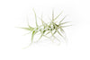 Tillandsia Albida 'Minor' Air Plant