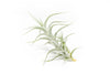 Tillandsia Albida 'Minor' Air Plant