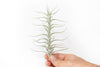 Tillandsia Albida 'Minor' Air Plant
