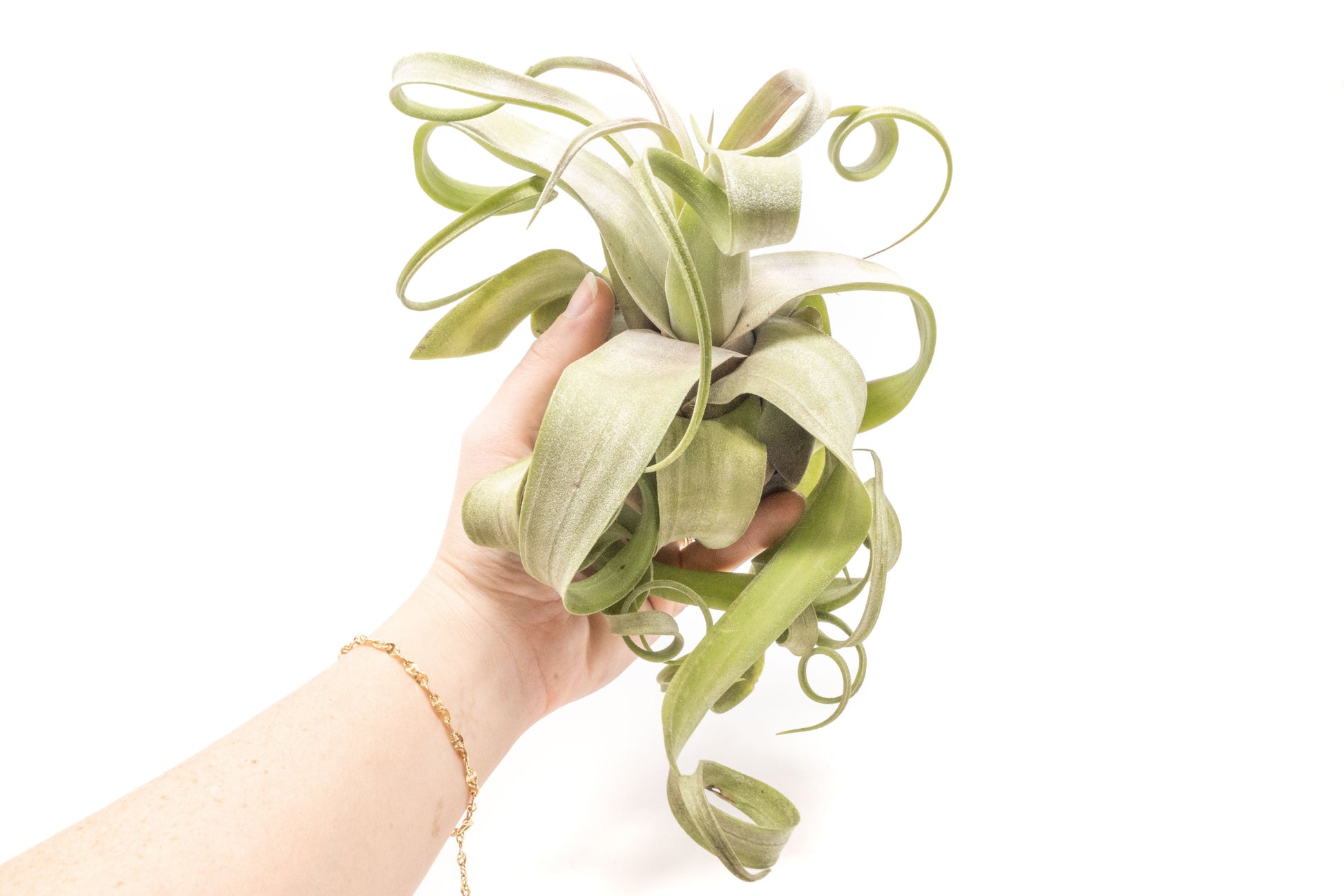 Tillandsia Air plants, Tillandsia plant, Air plant care, Indoor air plants, Tillandsia care, Hanging air plants, Air plant decor, Tillandsia terrarium, Air plant sale, Low-maintenance air plants, Tillandsia air purifier, Tillandsia accessories, Tillandsia Assorted 12
,Airplant Variety, Corkscrew Plant, Air Plant Pack, Air Plant Live, Air Plant Kit, Tillandsia, Wholesale Airplants, Twisted Acres Airplant
, Live Air Plants, Bulk Air Plants, Assorted Air Plants, Air Plants Variety, Air Plants Live