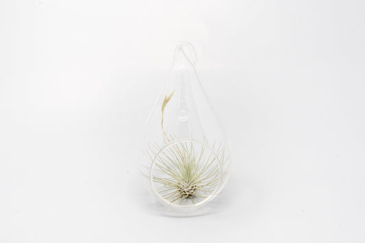 Minimalist Terrarium in a Glass Teardrop - Choose Your Custom Tillandsia Air Plant