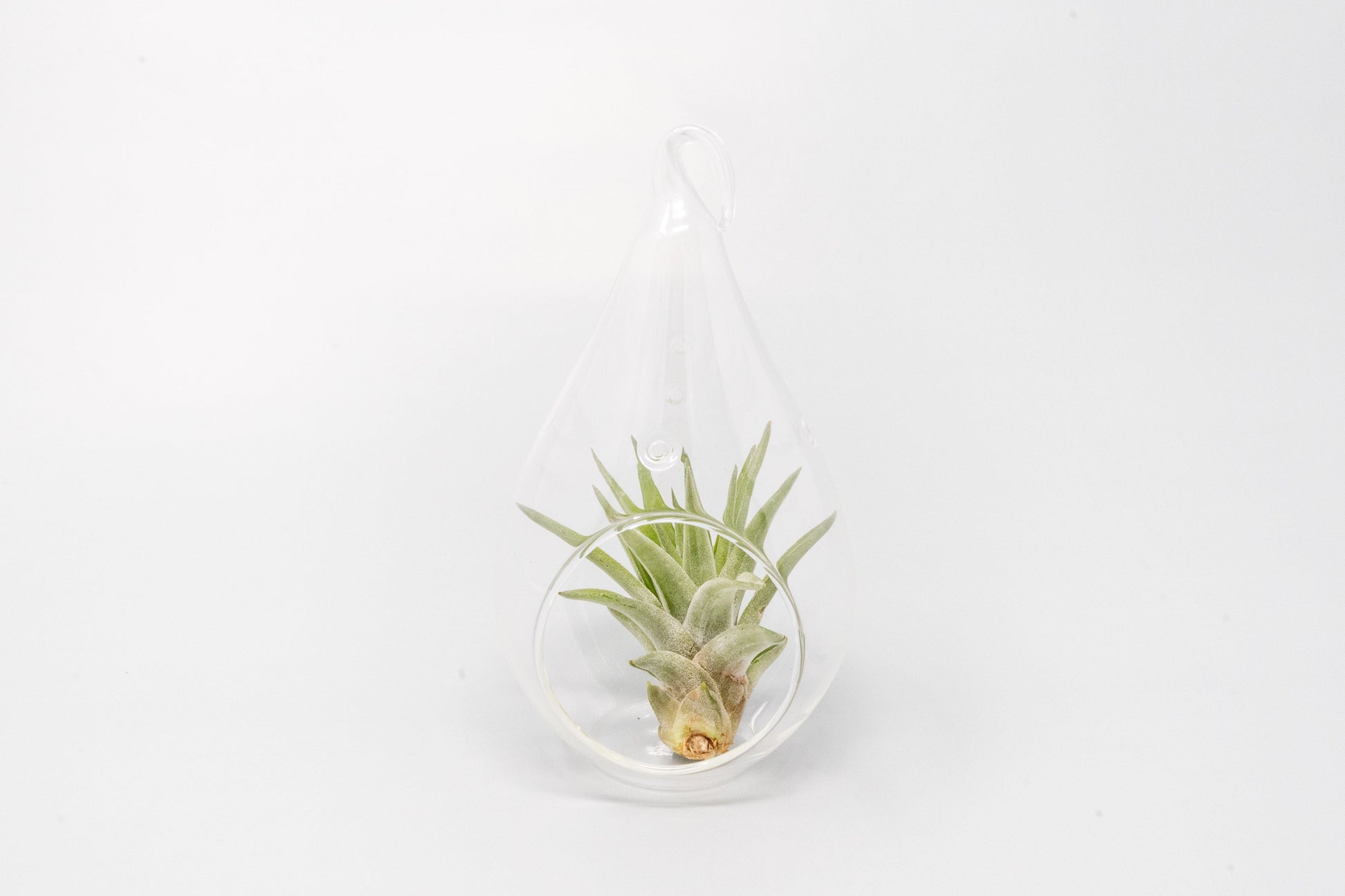 Minimalist Terrarium in a Glass Teardrop - Choose Your Custom Tillandsia Air Plant